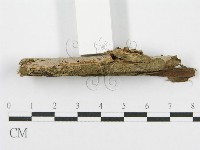 筍殼菌屬藏品圖，第5張