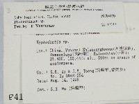 顯絲菌屬藏品圖，第2張