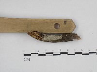 顯絲菌屬藏品圖，第1張