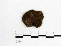 木耳屬藏品圖，第1張