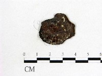 木耳屬藏品圖，第3張