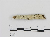 剛毛絲皮菌藏品圖，第1張