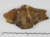 登錄號:F0004169藏品圖，第1張