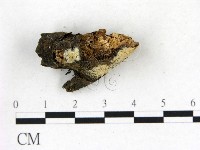 登錄號:F0004170藏品圖，第3張