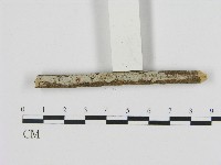 絲皮菌屬藏品圖，第1張