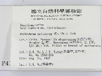 剛毛絲皮菌藏品圖，第2張