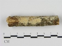 Accession Number:F0004183 Collection Image, Figure 1, Total 2 Figures