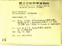 刺皮菌屬藏品圖，第2張