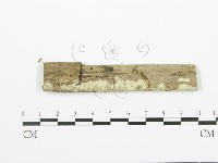 射脈菌屬藏品圖，第1張