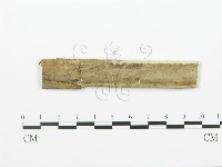 射脈菌屬藏品圖，第3張