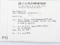 射脈菌屬藏品圖，第2張