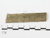 射脈菌屬藏品圖，第3張