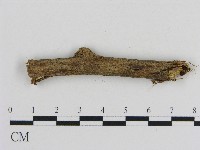 刺革菌屬藏品圖，第1張