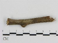 刺革菌屬藏品圖，第3張