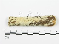 射脈菌屬藏品圖，第1張