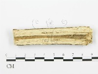 射脈菌屬藏品圖，第3張