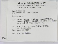 絲皮菌屬藏品圖，第2張