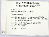 顯絲菌屬藏品圖，第2張