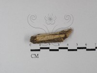 登錄號:F0004197藏品圖，第1張