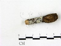 刺皮菌屬藏品圖，第3張