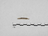 絲齒菌屬藏品圖，第1張