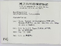 絲齒菌屬藏品圖，第2張