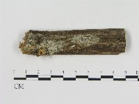 絲齒菌屬藏品圖，第1張