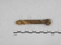 絲齒菌屬藏品圖，第1張