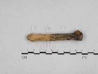 絲齒菌屬藏品圖，第3張