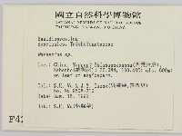 小皮傘屬藏品圖，第2張