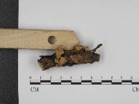 登錄號:F0004215藏品圖，第3張