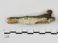 絲齒菌屬藏品圖，第1張