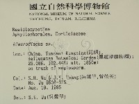 盤革菌屬藏品圖，第2張