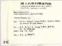 顯絲菌屬藏品圖，第2張