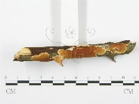 登錄號:F0004228藏品圖，第3張