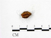 登錄號:F0004230藏品圖，第1張