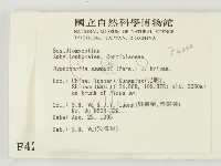 冇骨消絲齒菌藏品圖，第2張