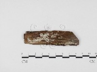 冇骨消絲齒菌藏品圖，第1張