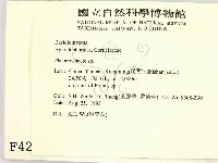 顯絲菌屬藏品圖，第2張