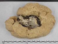 登錄號:F0004236藏品圖，第3張