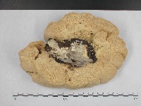 登錄號:F0004236藏品圖，第4張
