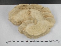 登錄號:F0004236藏品圖，第5張