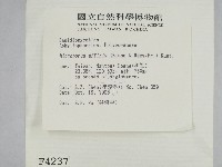 相鄰小孔菌藏品圖，第2張