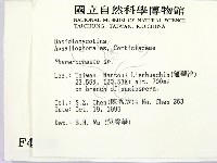 顯絲菌屬藏品圖，第2張