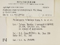 燈籠囊擬射脈菌藏品圖，第2張