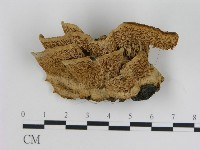 登錄號:F0004240藏品圖，第1張