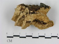 登錄號:F0004240藏品圖，第3張