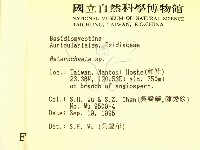 刺皮菌屬藏品圖，第2張