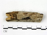 刺皮菌屬藏品圖，第1張