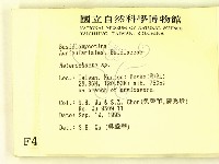 刺皮菌屬藏品圖，第2張